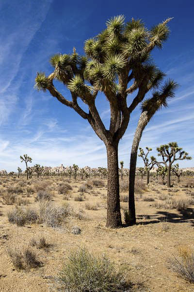 Joshua Tree National Park, CA